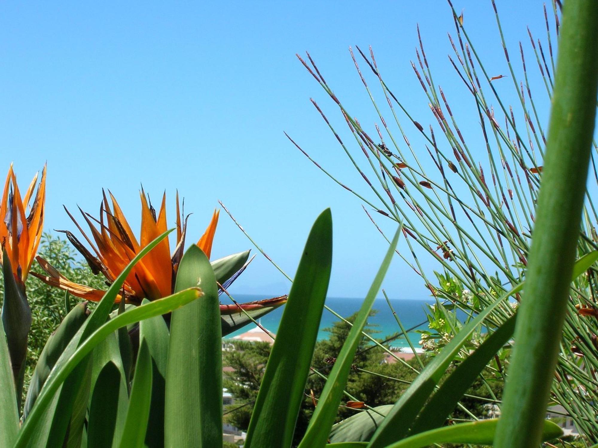 Bluebottle Guesthouse Muizenberg Zewnętrze zdjęcie